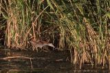 20110918_Klein waterhoen_Lepelaarsplassen_3